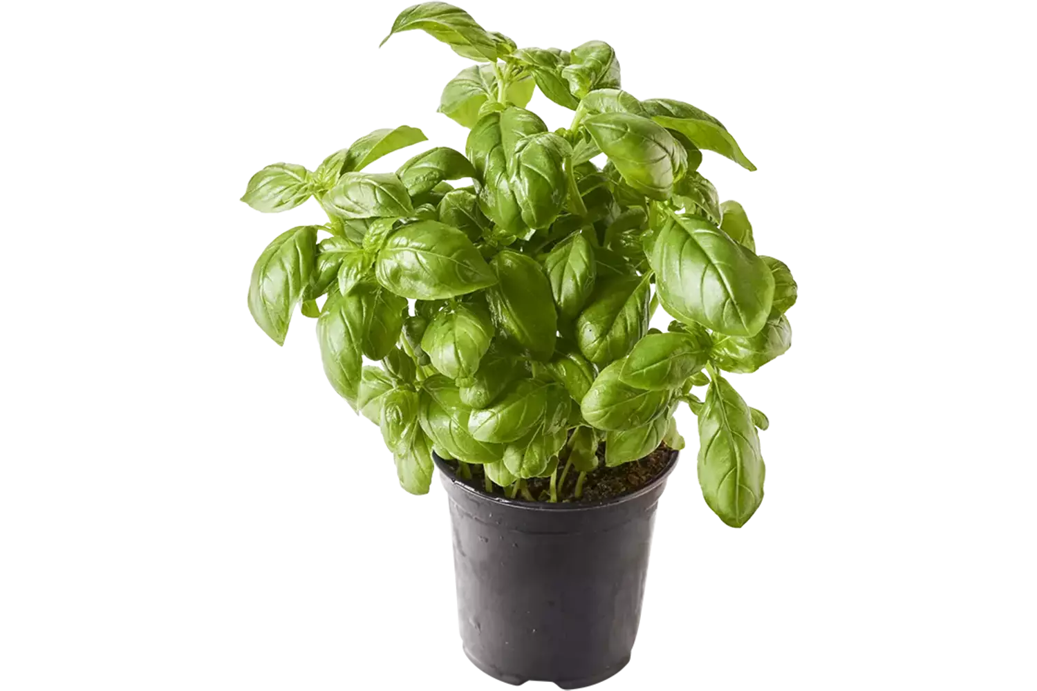 BIO Basilicum in pot doos 2st stuk
